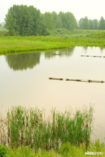 Lippensbroek