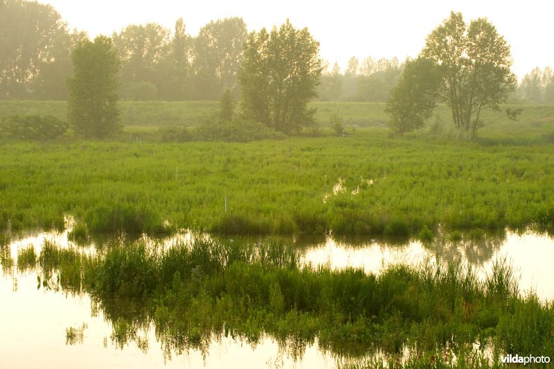 Lippensbroek