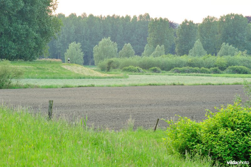 Groot-Broek