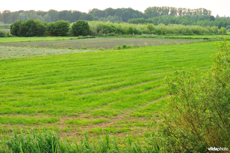Groot-Broek