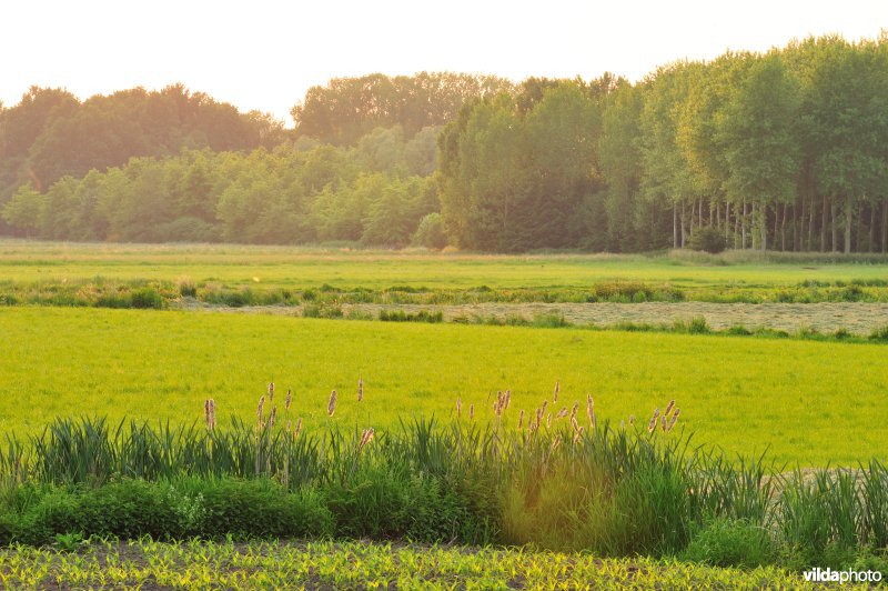 Groot-Broek