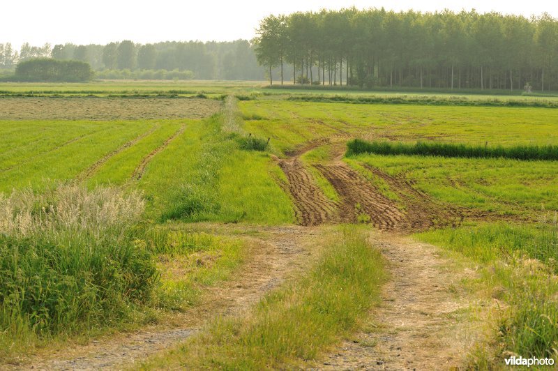 Groot-Broek