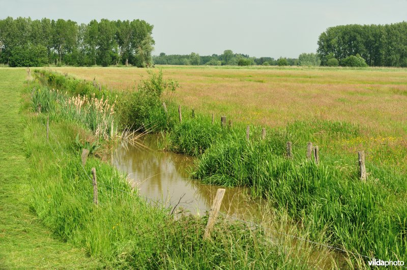 Belham in de Kalkense meersen