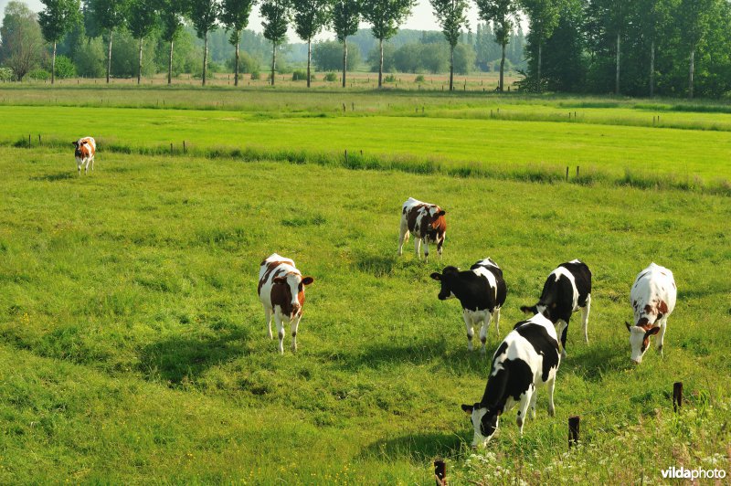 Springels in de Kalkense Meersen