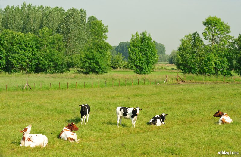 Springels in de Kalkense Meersen