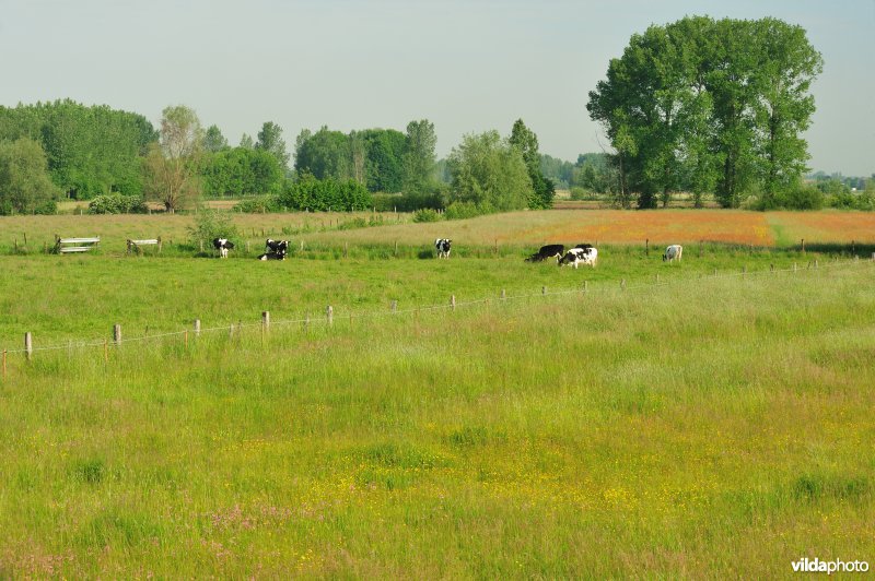 Springels in de Kalkense Meersen