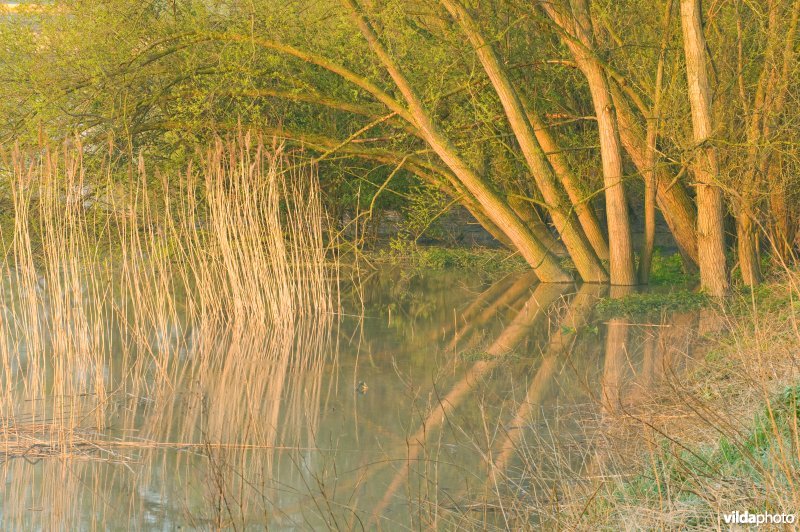 Zoetwaterschor van de Durme