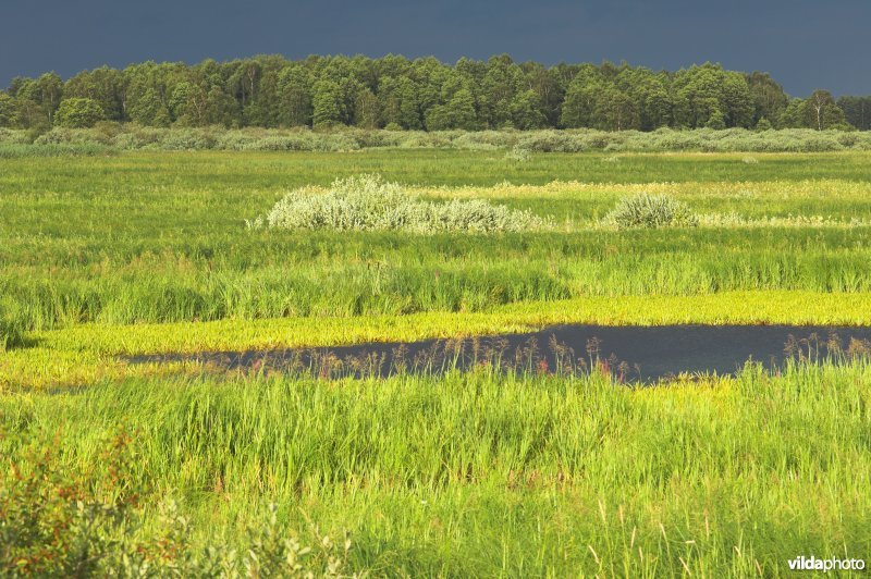 Krabbescheermoerassen