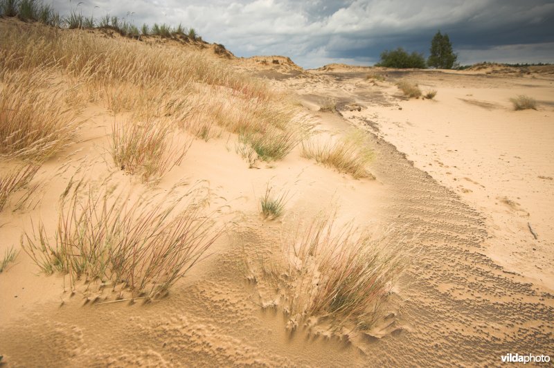 Landduinen in de Narewvallei