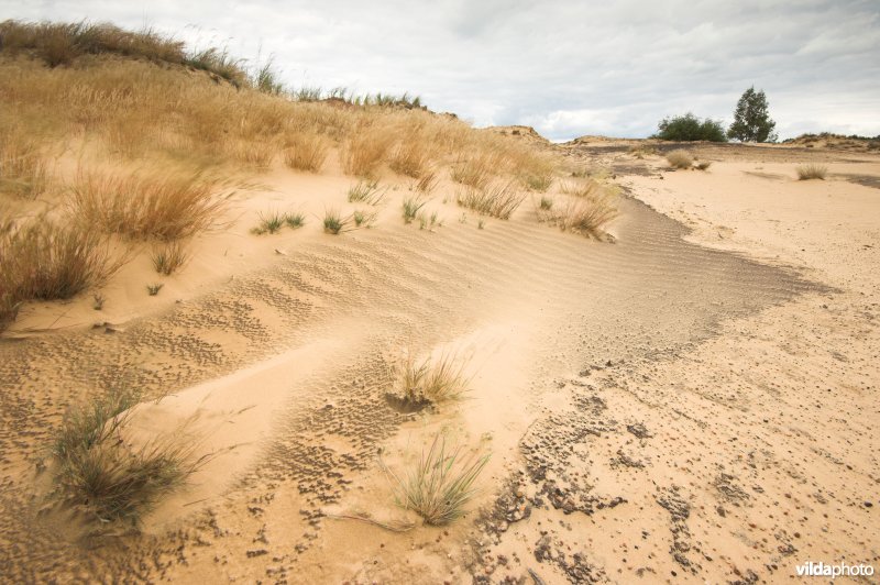 Landduinen in de Narewvallei