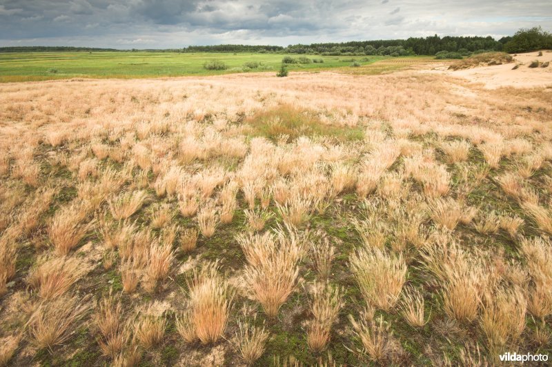 Landduinen in de Narewvallei