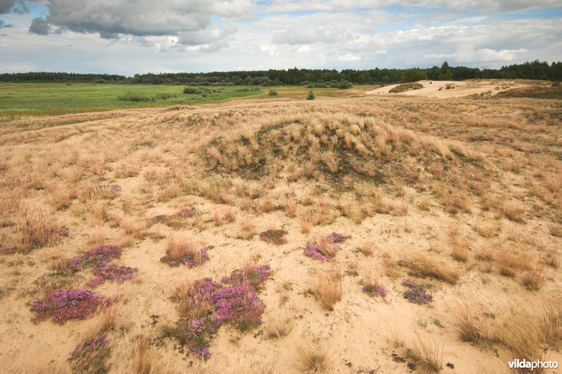 Landduinen in de Narewvallei