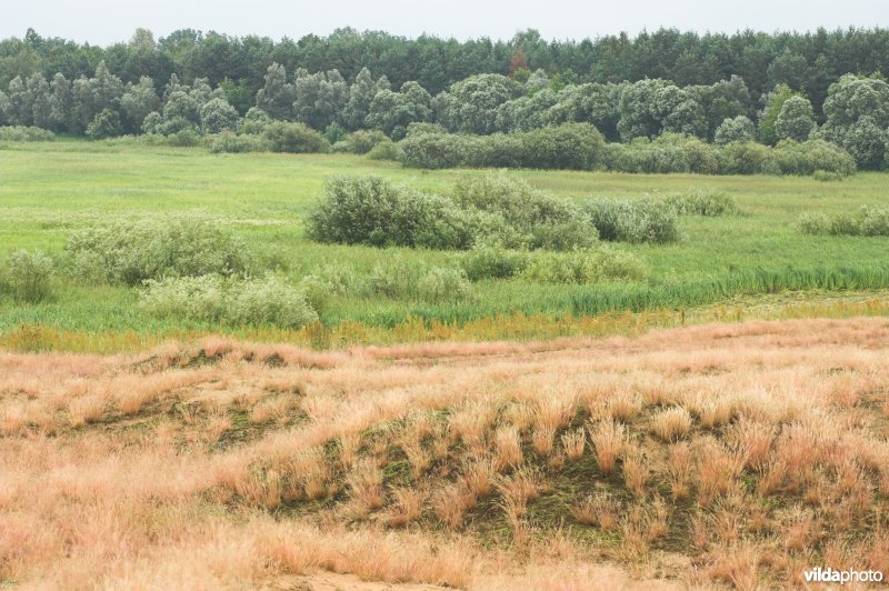 Landduinen in de Narewvallei