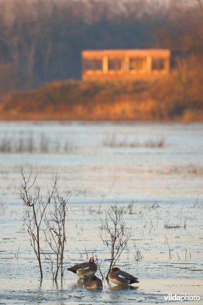 Vogelkijkhut in de Bourgoyen