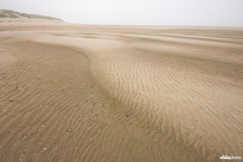 Zwingeul