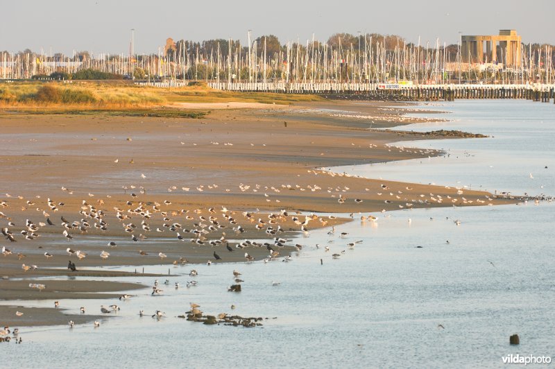 Natuurreservaat IJzermonding