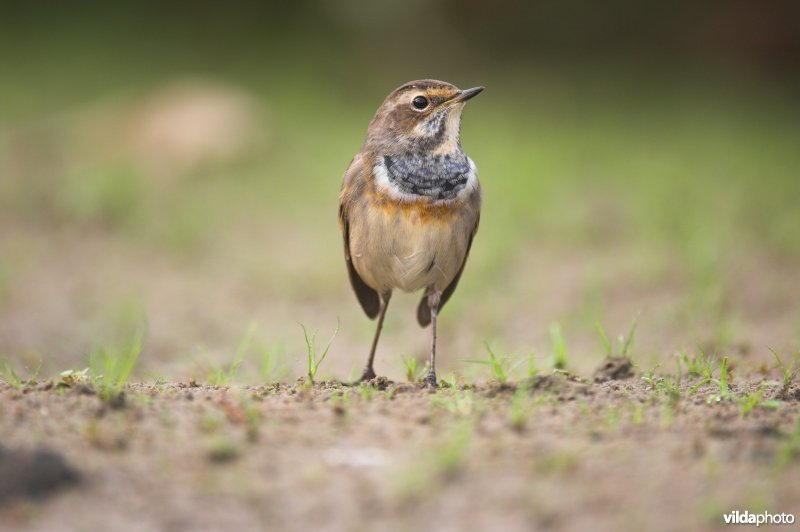 Blauwborst