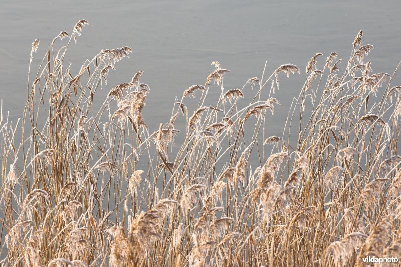 Het natuurreservaat Blankaart berijpt