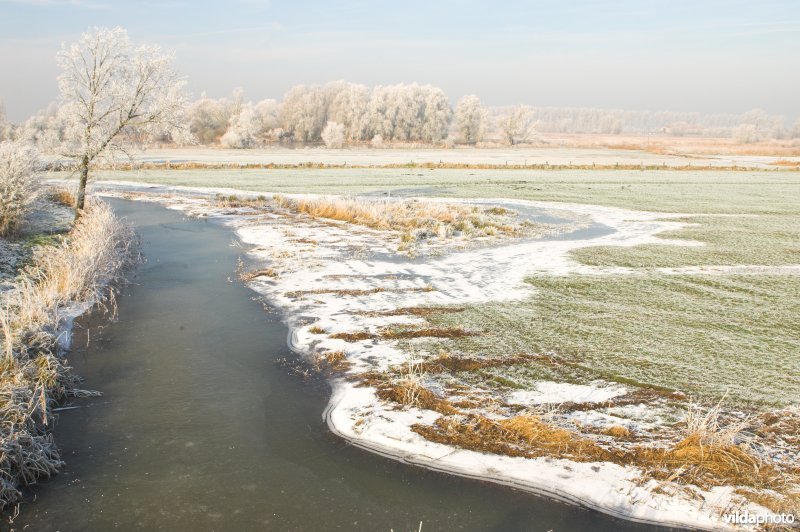 Het natuurreservaat Blankaart berijpt