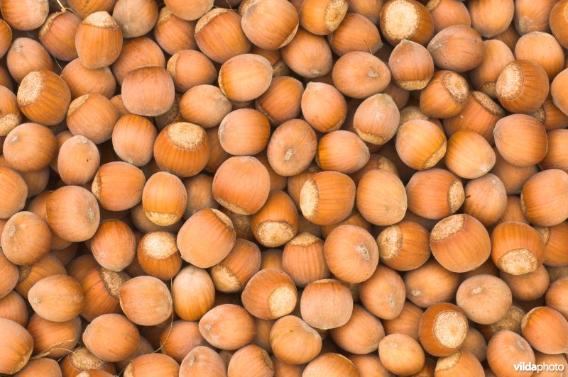 Hazelnoten
