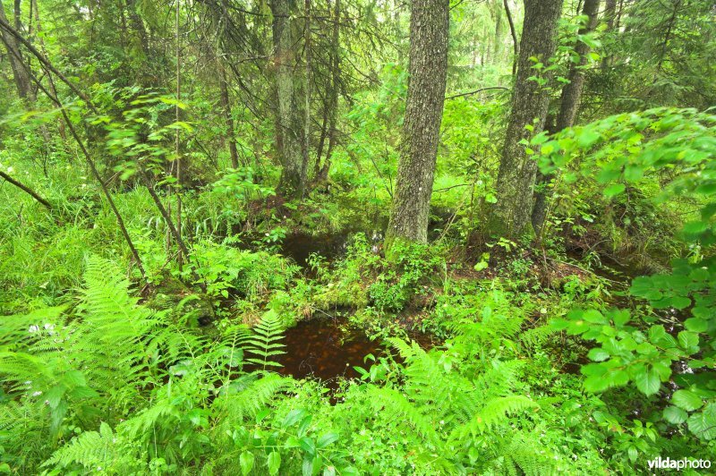 Pools oerbos