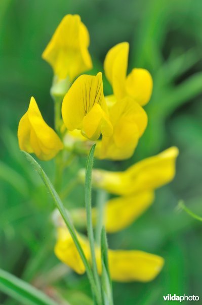 Veldlathyrus