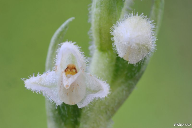 Dennenorchis