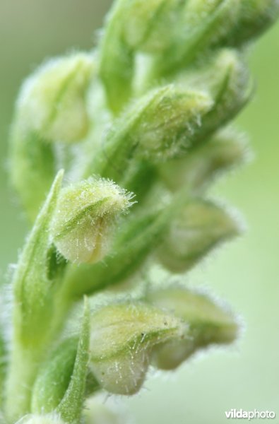 Dennenorchis