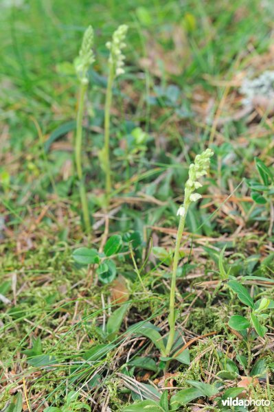 Dennenorchis