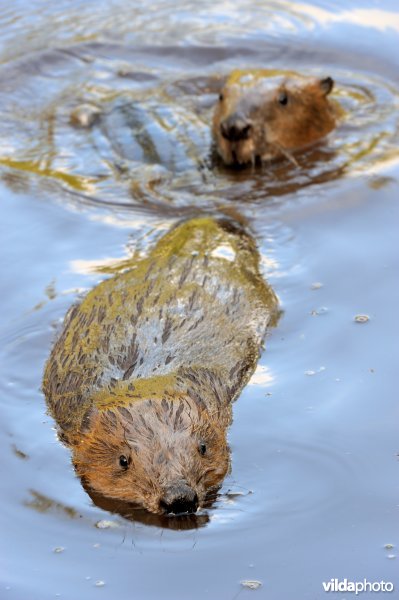 Zwemmende bever met collega