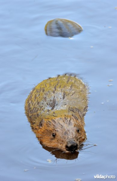 Zwemmende bever