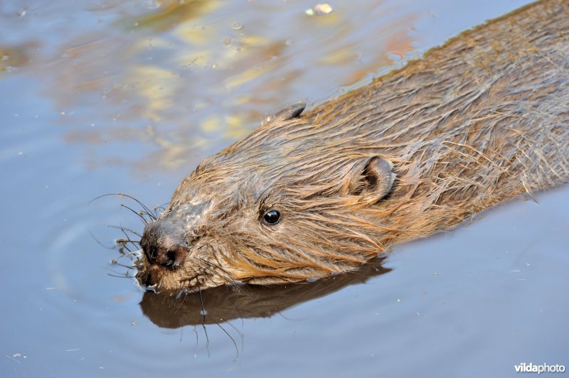 Bever van dichtbij