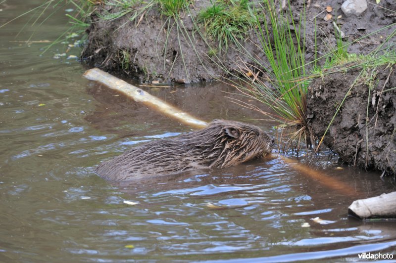 Bever knabbelt aan een tak