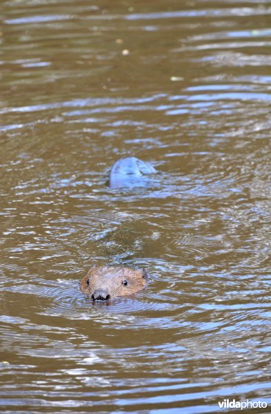 Zwemmende bever