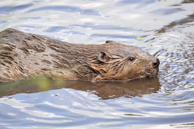 Zwemmende bever