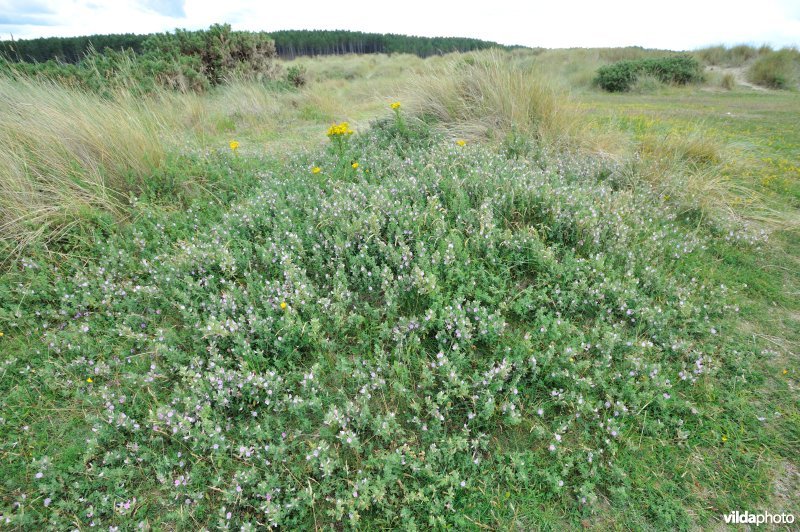 Kruipend stalkruid in de Schotse duinen