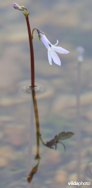 Waterlobelia