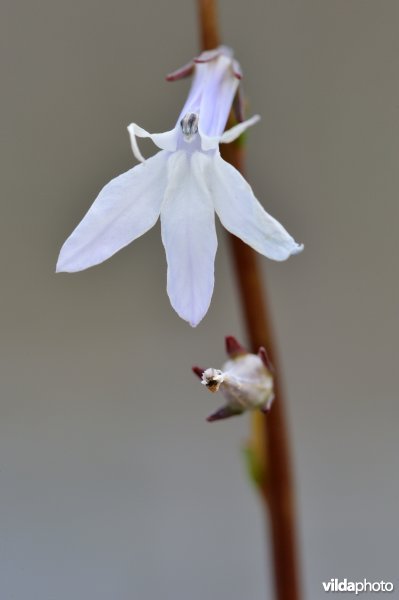 Waterlobelia