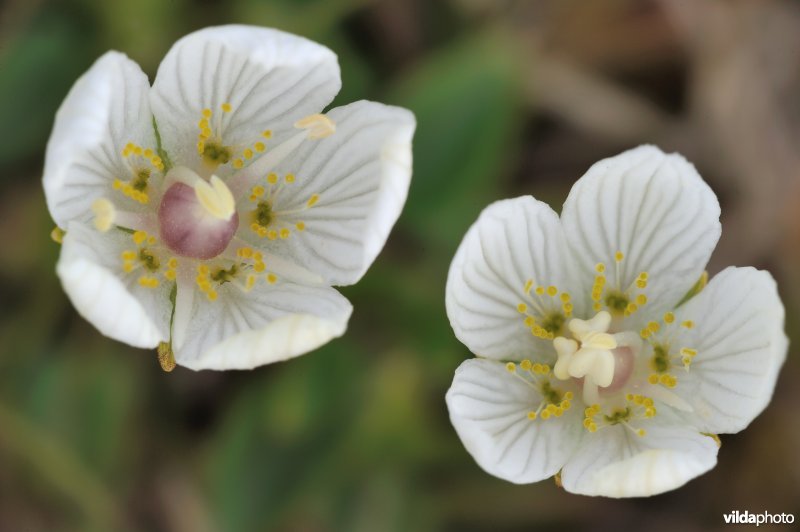 Bloempjes van Parnassia