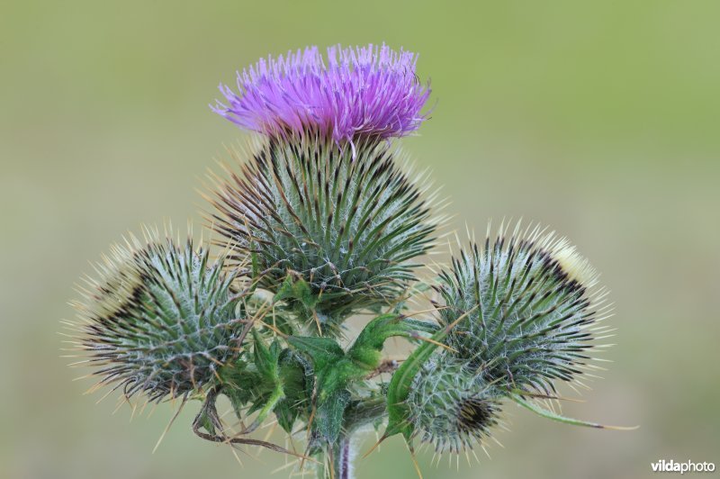 Bloem van Speerdistel