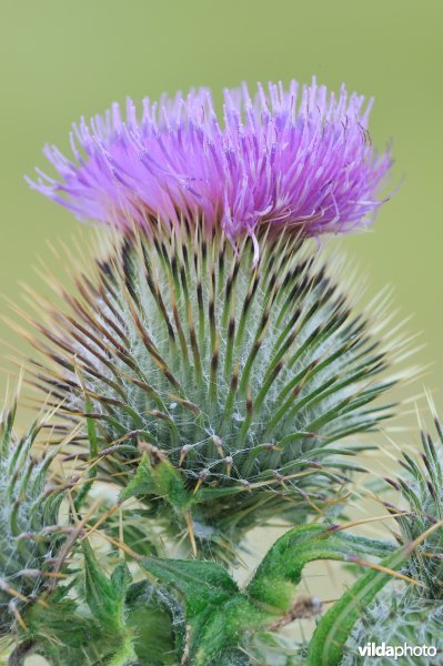 Bloem van Speerdistel