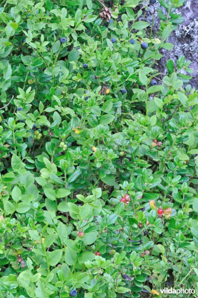 Bessen van rode en blauwe bosbes