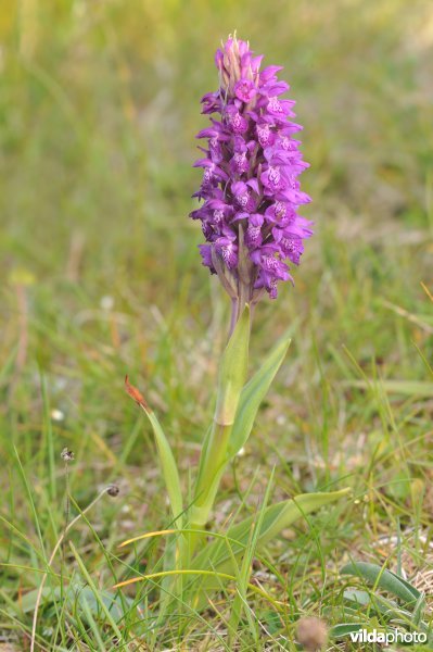 Vleeskleurige orchis ?