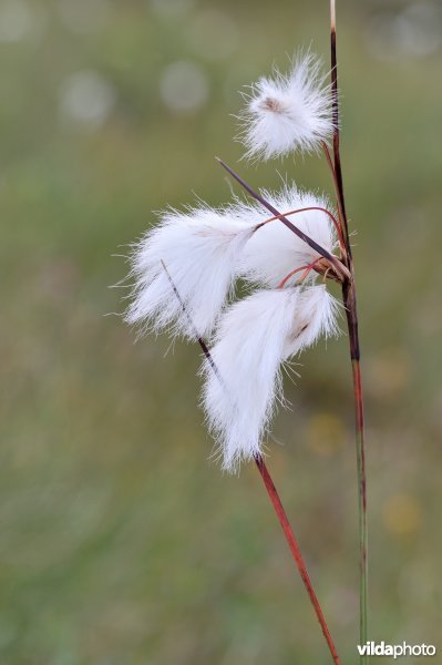 Veenpluis