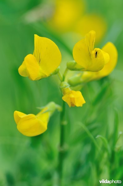 Veldlathyrus