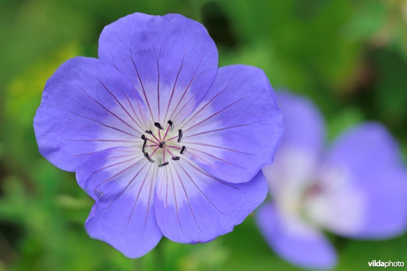 Geranium 'Rozanne'