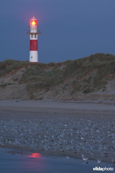 Noordzeestrand