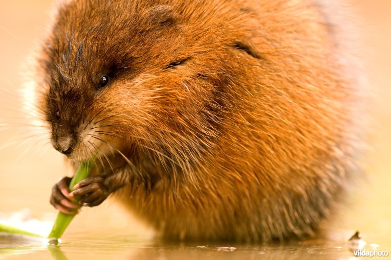 Muskusrat
