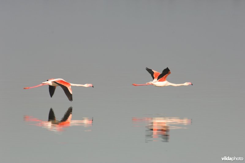 Flamingo's in de Camargue