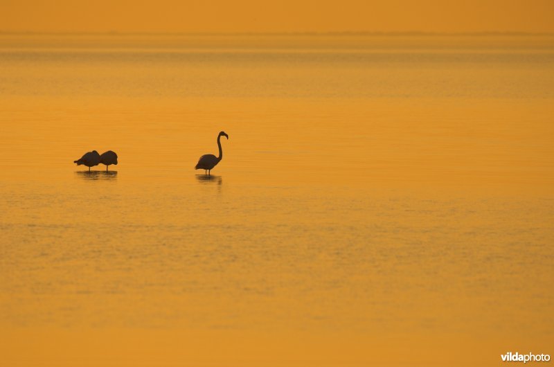 Flamingo's in de Camargue